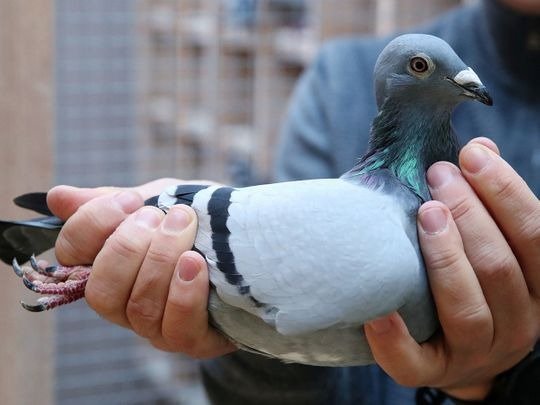 illegal to capture, injure or kill homing pigeons