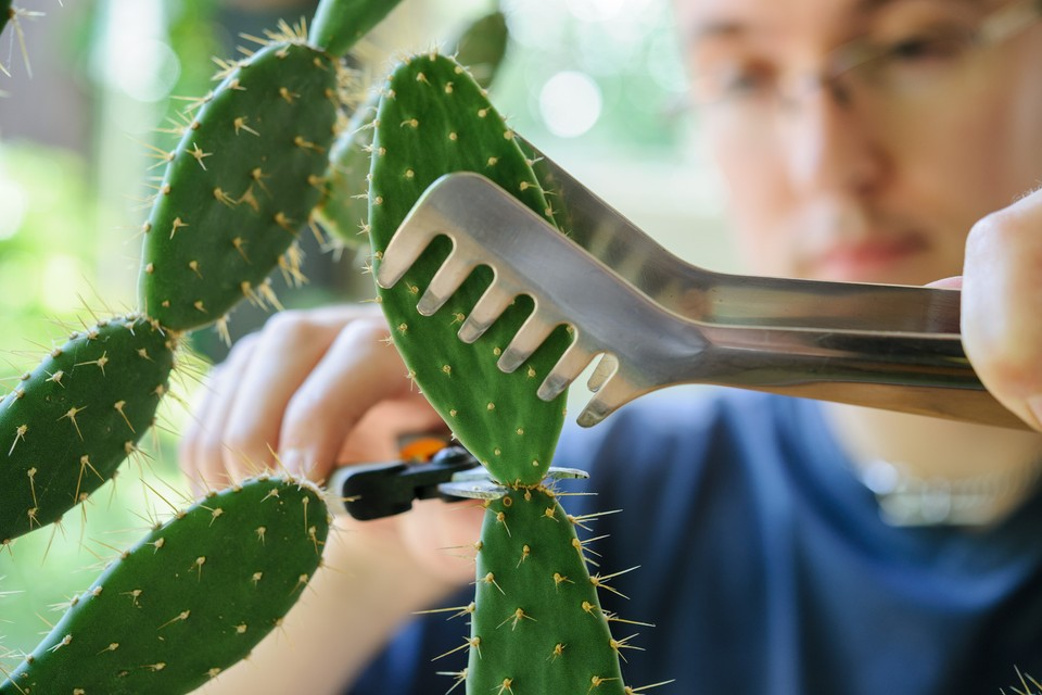 illegal to cut down a cactus