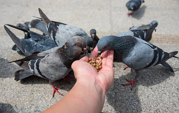 feed pigeons in public places